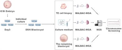 A Non-invasive Chromosome Screening Strategy for Prioritizing in vitro Fertilization Embryos for Implantation